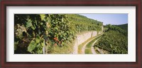 Framed Gravel road passing through vineyards, Vaihingen An Der Enz, Baden-Wurttemberg, Germany