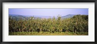 Framed Apple trees in an orchard, Weinsberg, Heilbronn, Stuttgart, Baden-Wurttemberg, Germany