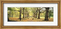Framed Trees along a footpath in a park, Green Park, London, England