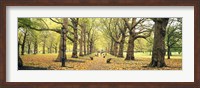 Framed Trees along a footpath in a park, Green Park, London, England