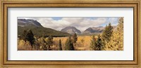 Framed Trees in a field, US Glacier National Park, Montana, USA