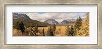 Framed Trees in a field, US Glacier National Park, Montana, USA