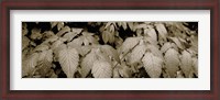 Framed Close-up of leaves, Oswald West State Park, Oregon, USA