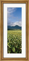 Framed Taro crop in a field, Hanalei Valley, Kauai, Hawaii, USA