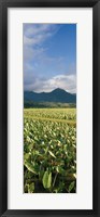 Framed Taro crop in a field, Hanalei Valley, Kauai, Hawaii, USA