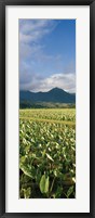 Framed Taro crop in a field, Hanalei Valley, Kauai, Hawaii, USA