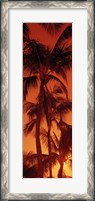 Framed Low angle view of palm trees at dusk, Hawaii