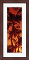 Framed Low angle view of palm trees at dusk, Hawaii