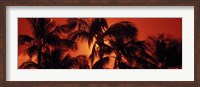 Framed Palm trees at dusk, Kalapaki Beach, Hawaii
