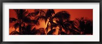 Framed Palm trees at dusk, Kalapaki Beach, Hawaii