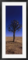 Framed Joshua tree (Yucca brevifolia) in a field, California, USA
