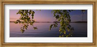 Framed Close-up of leaves of a birch tree, Joutseno, Southern Finland, South Karelia, Finland