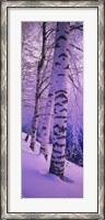 Framed Birch trees at the frozen riverside, Vuoksi River, Imatra, Finland