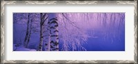 Framed Birch tree at a riverside, Vuoksi River, Imatra, Finland