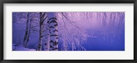 Framed Birch tree at a riverside, Vuoksi River, Imatra, Finland