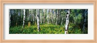 Framed Field of Rocky Mountain Aspens