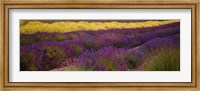 Framed Lavender and Yellow Flower fields, Sequim, Washington, USA