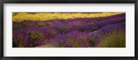 Framed Lavender and Yellow Flower fields, Sequim, Washington, USA