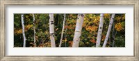 Framed Birch trees in a forest, New Hampshire, USA