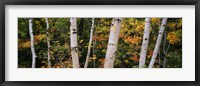 Framed Birch trees in a forest, New Hampshire, USA