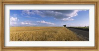 Framed Wheat crop in a field, North Dakota, USA