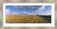 Framed Wheat crop in a field, North Dakota, USA