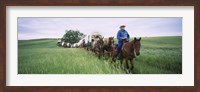 Framed Historical reenactment of covered wagons in a field, North Dakota, USA