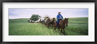 Framed Historical reenactment of covered wagons in a field, North Dakota, USA