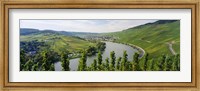 Framed Vineyards along a river, Moselle River, Mosel-Saar-Ruwer, Germany