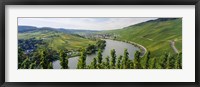 Framed Vineyards along a river, Moselle River, Mosel-Saar-Ruwer, Germany