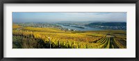 Framed Vineyards near a town, Rudesheim, Rheingau, Germany