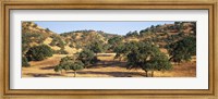 Framed Oak trees on hill, Stanislaus County, California, USA