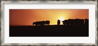 Framed Silhouette of cows at sunset, Point Reyes National Seashore, California, USA