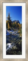 Framed Stream flowing in a forest, Mount Assiniboine Provincial Park, border of Alberta and British Columbia, Canada
