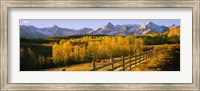 Framed Trees in a field near a wooden fence, Dallas Divide, San Juan Mountains, Colorado
