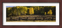 Framed Wooden fence and Aspen trees in a field, Telluride, San Miguel County, Colorado, USA