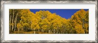 Framed Low angle view of Aspen trees in a forest, Telluride, San Miguel County, Colorado, USA