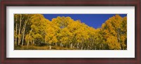 Framed Low angle view of Aspen trees in a forest, Telluride, San Miguel County, Colorado, USA
