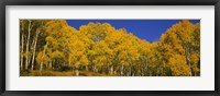 Framed Low angle view of Aspen trees in a forest, Telluride, San Miguel County, Colorado, USA