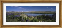 Framed Flowers blooming at the lakeside, Lake Pukaki, Mt Cook, Mt Cook National Park, South Island, New Zealand