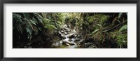 Framed Stream flowing in a forest, Milford Sound, Fiordland National Park, South Island, New Zealand