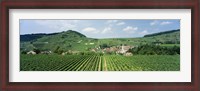 Framed Vineyards near a village, Oberbergen, Der Vogelsangpass, Bereich Kaiserstuhl, Baden-Wurttemberg, Germany