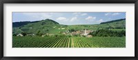 Framed Vineyards near a village, Oberbergen, Der Vogelsangpass, Bereich Kaiserstuhl, Baden-Wurttemberg, Germany