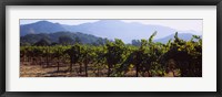 Framed Grape vines in a vineyard, Napa Valley, Napa County, California, USA