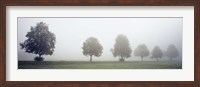 Framed Fog covered trees in a field, Baden-Wurttemberg, Germany (black and white)