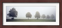 Framed Fog covered trees in a field, Baden-Wurttemberg, Germany (black and white)