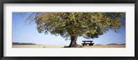 Framed Empty bench under a tree, Baden-Wurttemberg, Germany