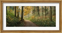 Framed Road passing through a forest, Baden-Wurttemberg, Germany