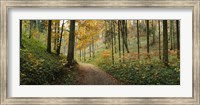 Framed Road passing through a forest, Baden-Wurttemberg, Germany