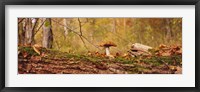 Framed Mushroom on a tree trunk, Baden-Wurttemberg, Germany